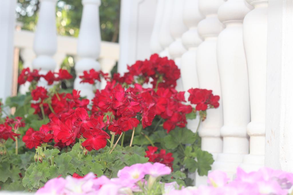 Villa Alla Bed And Breakfast Herceg Novi Luaran gambar