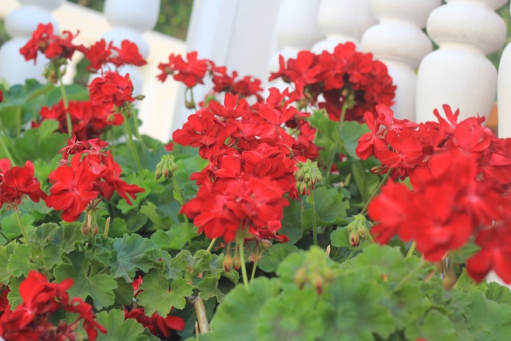 Villa Alla Bed And Breakfast Herceg Novi Luaran gambar